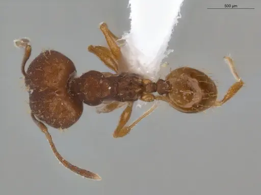 Pheidole aripoensis - ECOFOG-PA14-0133-02-S