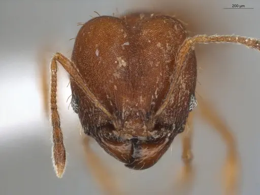 Pheidole aripoensis - ECOFOG-PA14-0133-02-S