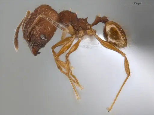 Pheidole aripoensis - ECOFOG-PA14-0133-02-S