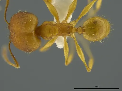 Pheidole aripoensis - JTLC000016322