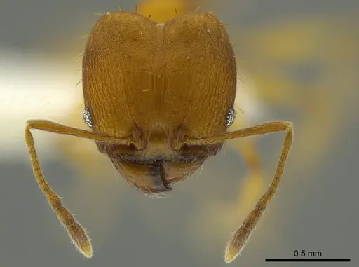 Pheidole aripoensis - JTLC000016322