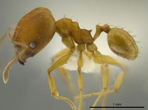 Pheidole aripoensis - JTLC000016322
