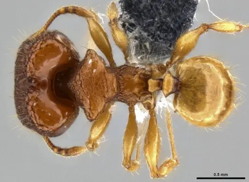 Pheidole aristotelis specimen
