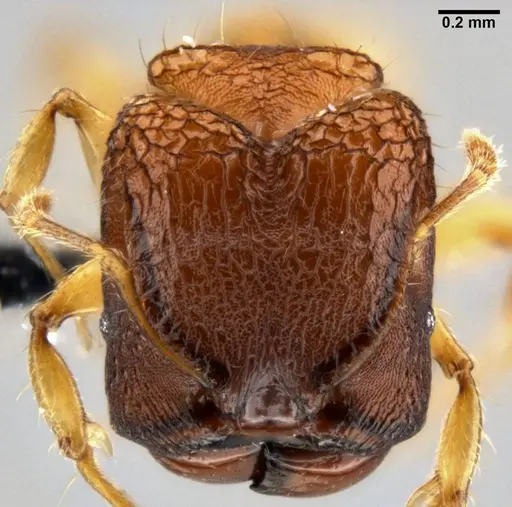 Pheidole aristotelis specimen