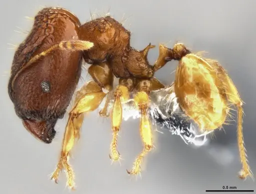 Pheidole aristotelis specimen
