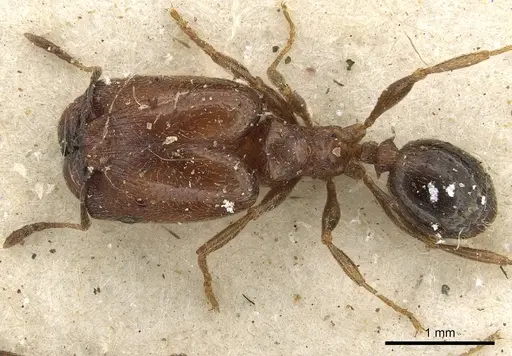 Pheidole arnoldi specimen