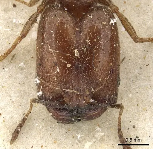 Pheidole arnoldi specimen