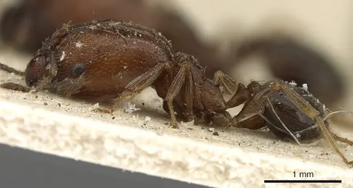Pheidole arnoldi specimen