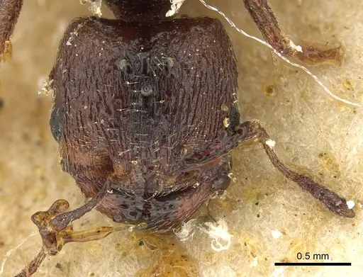 Pheidole arnoldi - CASENT0901285