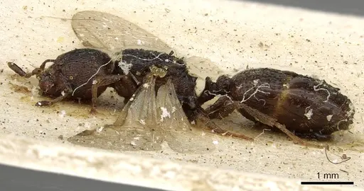 Pheidole arnoldi - CASENT0901285