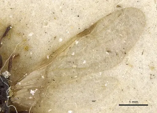 Pheidole arnoldi - CASENT0901285