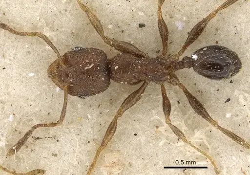 Pheidole arnoldi - CASENT0901286