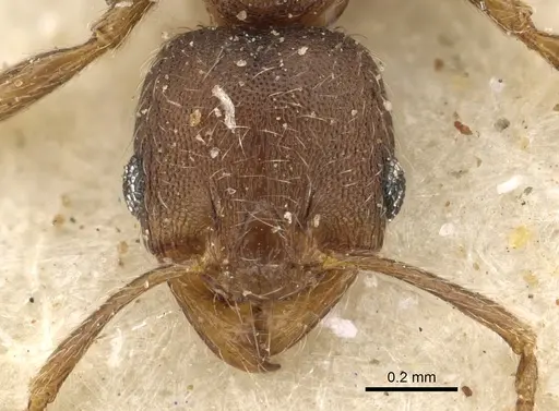Pheidole arnoldi - CASENT0901286
