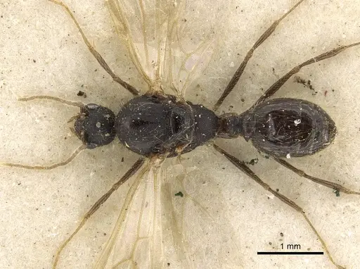Pheidole arnoldi - CASENT0901287