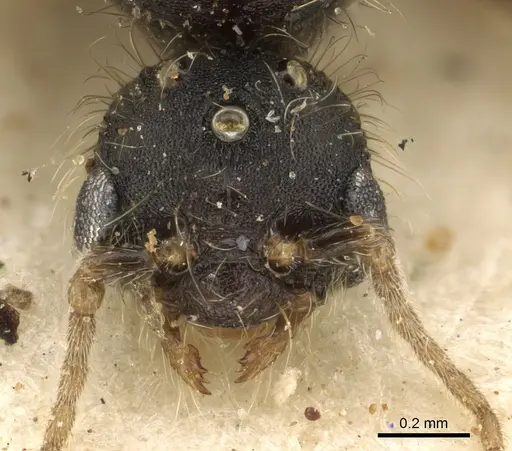 Pheidole arnoldi - CASENT0901287