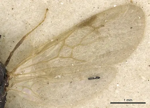 Pheidole arnoldi - CASENT0901287