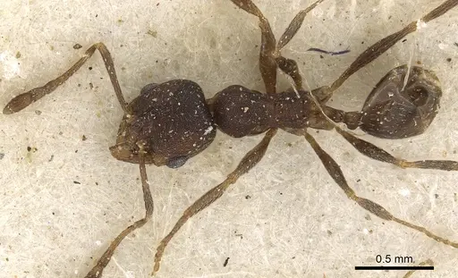 Pheidole arnoldi - CASENT0901288