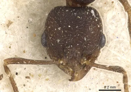 Pheidole arnoldi - CASENT0901288