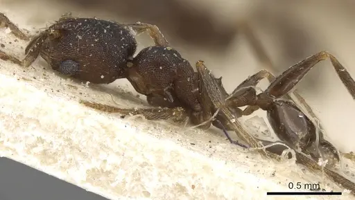 Pheidole arnoldi - CASENT0901288