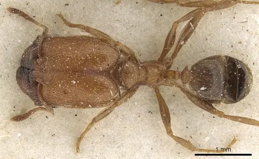 Pheidole arnoldi - CASENT0901289