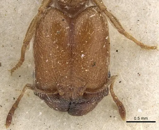 Pheidole arnoldi - CASENT0901289