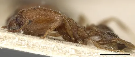 Pheidole arnoldi - CASENT0901289