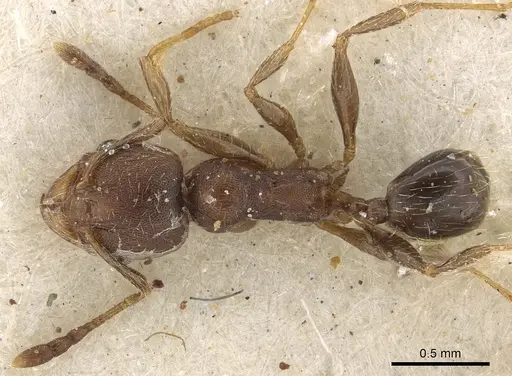 Pheidole arnoldi - CASENT0901290