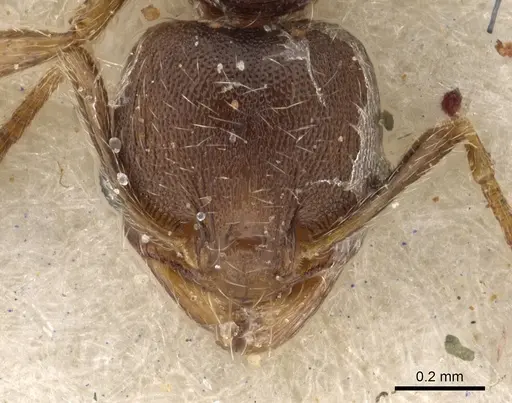 Pheidole arnoldi - CASENT0901290