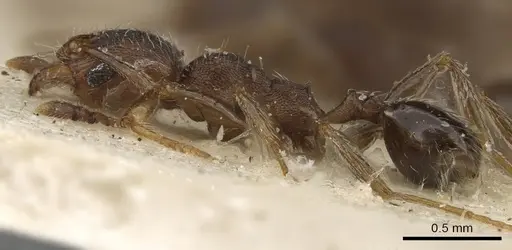 Pheidole arnoldi - CASENT0901290
