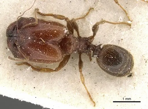 Pheidole arnoldi - CASENT0901291