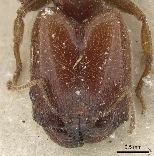 Pheidole arnoldi - CASENT0901291