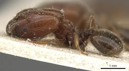 Pheidole arnoldi - CASENT0901291