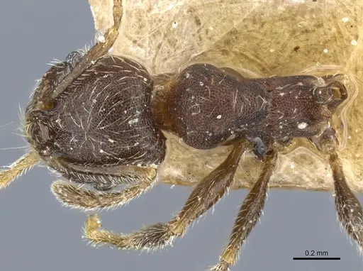 Pheidole arnoldi - CASENT0904219
