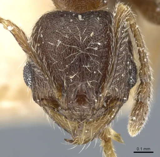 Pheidole arnoldi - CASENT0904219