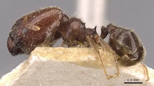 Pheidole arnoldi - CASENT0907843