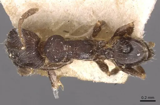 Pheidole arnoldi - CASENT0907844
