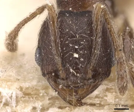 Pheidole arnoldi - CASENT0907844