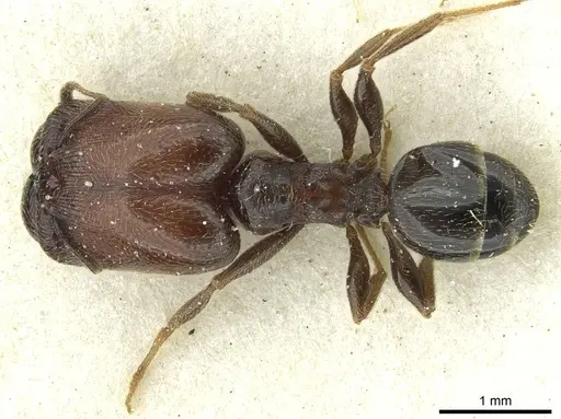 Pheidole arnoldi - CASENT0913270