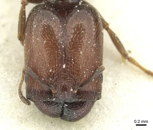 Pheidole arnoldi - CASENT0913270