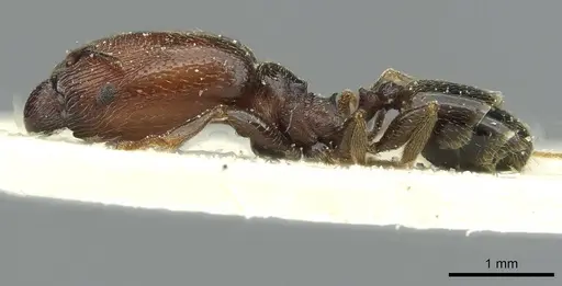 Pheidole arnoldi - CASENT0913270