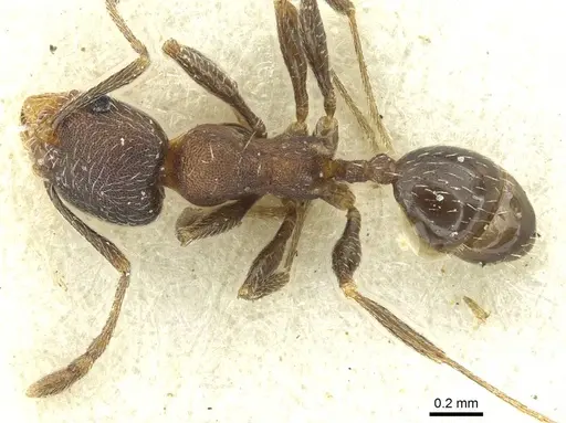 Pheidole arnoldi - CASENT0913271