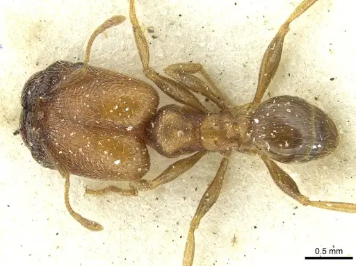 Pheidole arnoldi - CASENT0913272