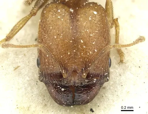 Pheidole arnoldi - CASENT0913272