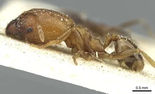 Pheidole arnoldi - CASENT0913272