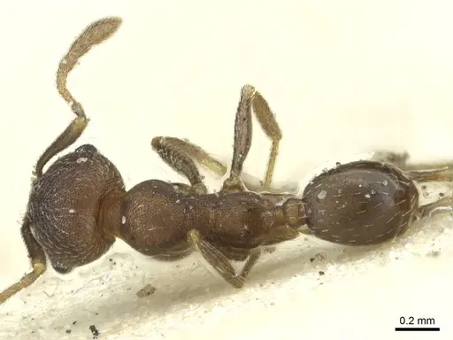Pheidole arnoldi - CASENT0913273