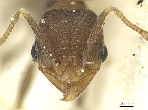 Pheidole arnoldi - CASENT0913273