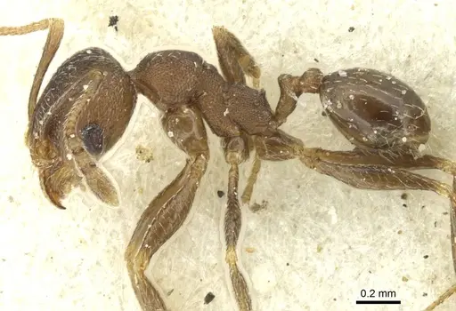 Pheidole arnoldi - CASENT0913273