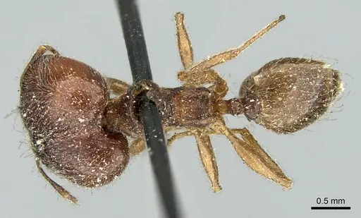 Pheidole aspera specimen