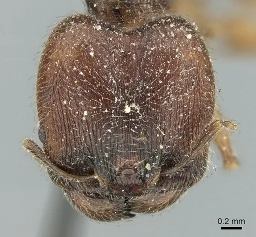 Pheidole aspera specimen