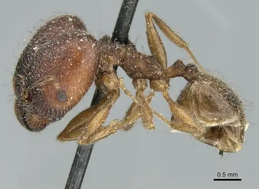 Pheidole aspera specimen